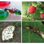 Fødevarer til myrer