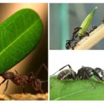 Kakvu vrstu tereta može nositi mrav?