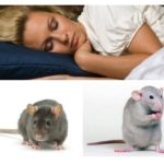 Drømmer mus og rotter