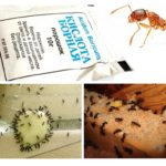 Ødelægge myrer derhjemme