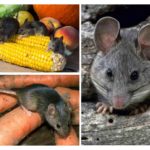 Skader fra mus i landet