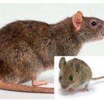 Ratolí i ratolí