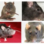 Visuel orientering af rotter