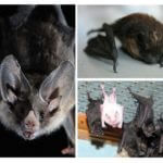 Chauve-souris