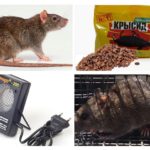Metoder til behandling af rotter