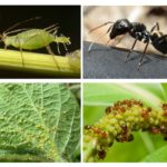 Myr og bladlus
