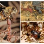 Mad rovdyr myrer
