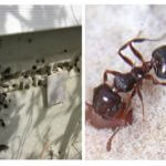 Mravi u izolaciji