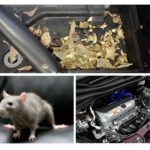 Miš u autu