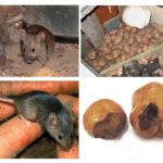 Miševi u podrumu