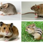 Forskjell av en mus fra andre dyr
