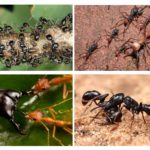 Myrer liv