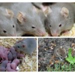 Nutrition and breeding of rodents