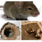 Isolering gnave mus