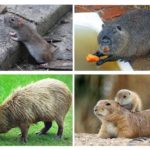 Animaux ressemblant à des rats