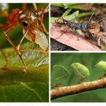 Fordelene med insekter