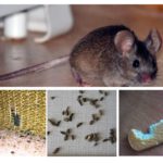 Sự hiện diện của những con chuột trong căn hộ