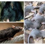 Breeding rats