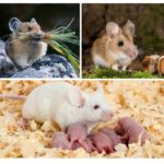 Nutrition et reproduction de souris