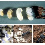 Stadier af myrudvikling