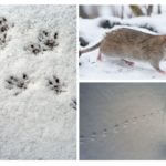 Spor av rotter i snøen