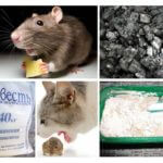 Rodent Remedies