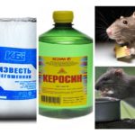 Fond fra rotter og mus