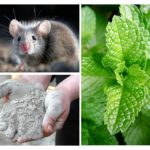 Folkemedicin for mus