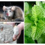 Folk remedies for mice