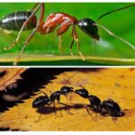 Težina mrava