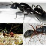 Art af store myrer