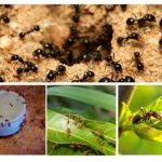 Myrer av arter