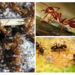 Myrer av arter