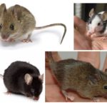 Types de souris