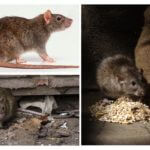 Harm from rats