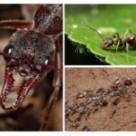 Život mrava
