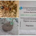 Acide borique d'insectes