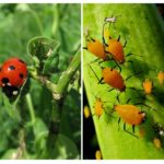 Ladybug og bladlus