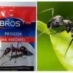 Betyder kaste myrer