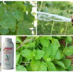 Midler til bekæmpelse af bladlus på druer