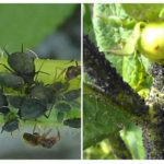 Pucerons sur tomate verte