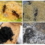 Λαϊκές συνταγές από τα μυρμήγκια