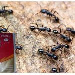 Grmljavina 2 od mrava