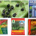 Bahan kimia untuk memerangi aphids