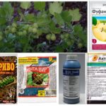 Insecticides contre les pucerons