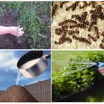 Upotreba octa protiv mrava