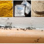 Folkemedicin for myrer