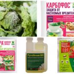 Productes químics tòxics de plagues d'insectes