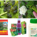 Insecticides pour insectes nuisibles