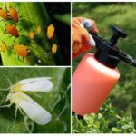 Virkningen af ​​lægemidlet mod bladlus og whitefly